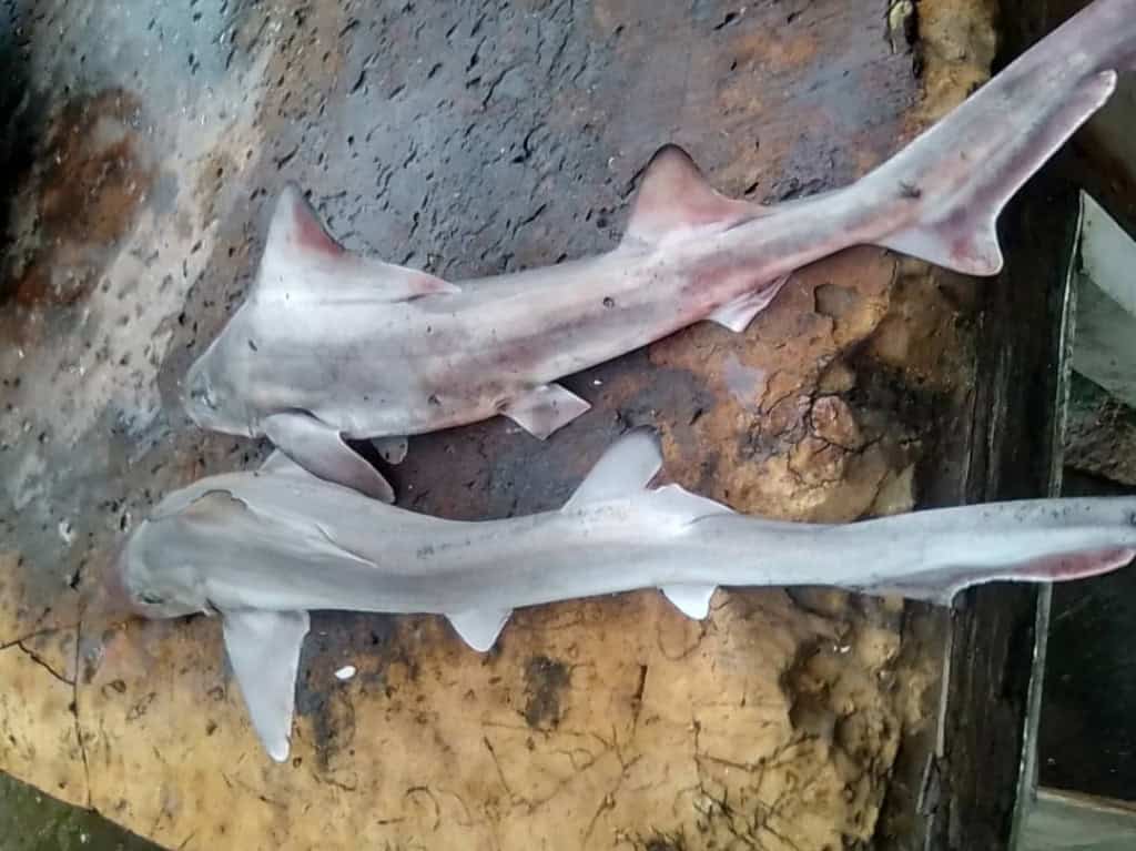 Espécie rara de tubarão é redescoberta após 50 anos desaparecida