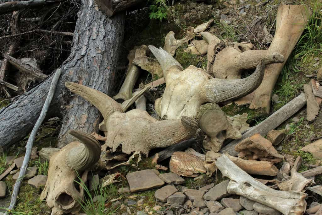 Como a caça em massa moldou a sobrevivência humana há 50 mil anos