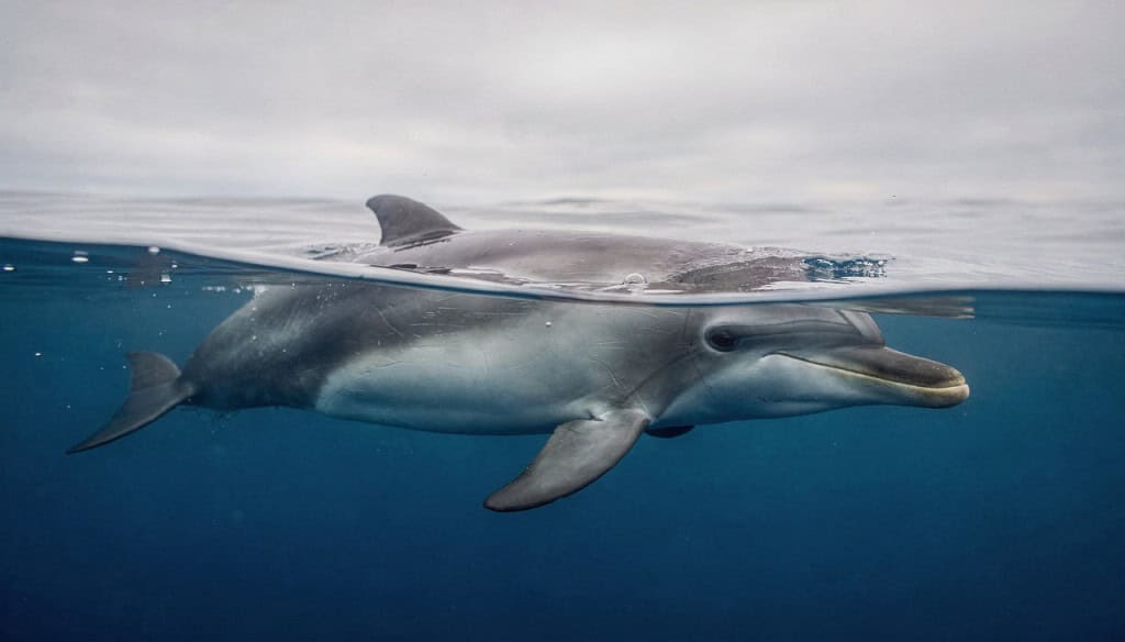 Como os golfinhos dormem no fundo do mar sem risco de afogamento