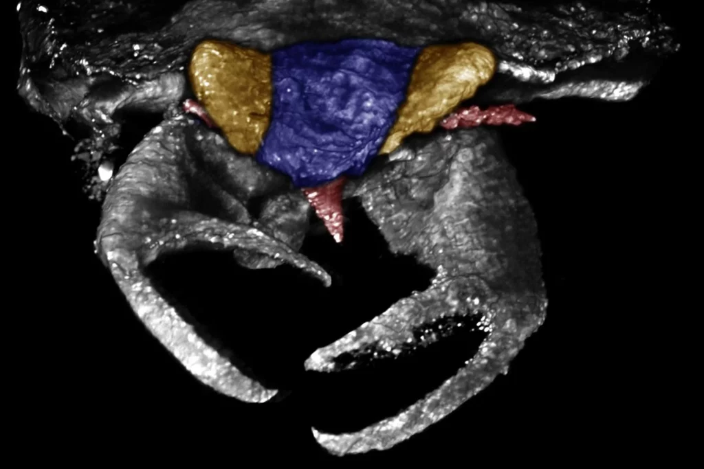 Inseto bizarro de 100 milhões de anos com garras gigantes é descoberto na Ásia