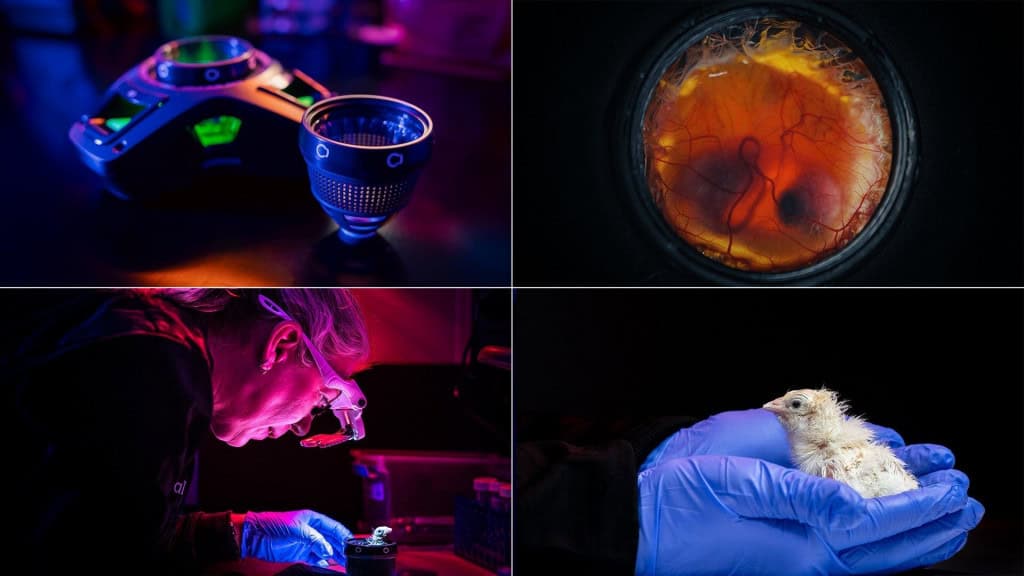 Primeiros pintinhos nascem de ovo artificial que promete ‘ressuscitar’ ave extinta